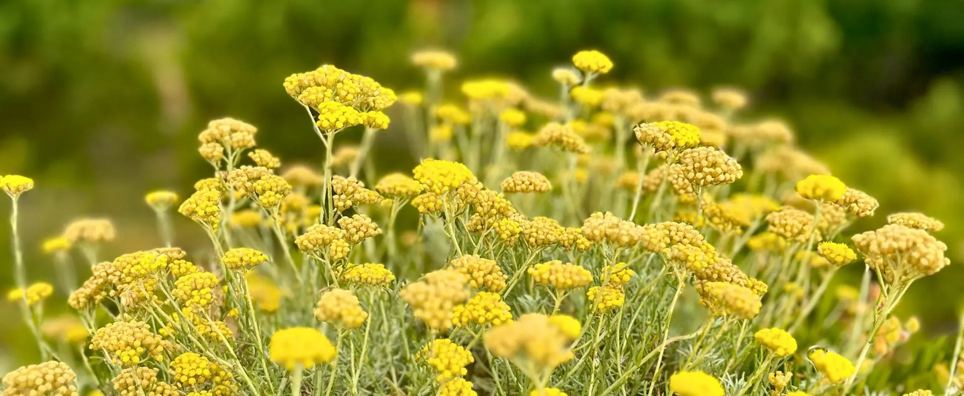 8 raisons de choisir un soin à l’immortelle de Corse chez son producteur - Intimu, huiles essentielles BIO et cosmétique naturelle corse