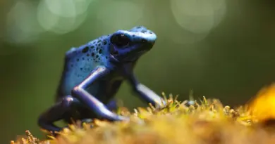 A Beauval, vous les trouvez trop mignonnes pour être dangereuses ? Détrompez-vous... - ici