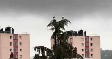 À Besançon, les cigognes font halte dans le quartier de Montrapon