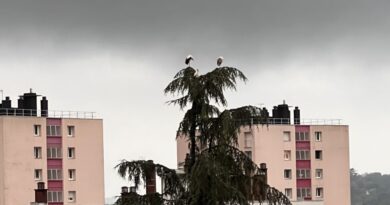 À Besançon, les cigognes font halte dans le quartier de Montrapon