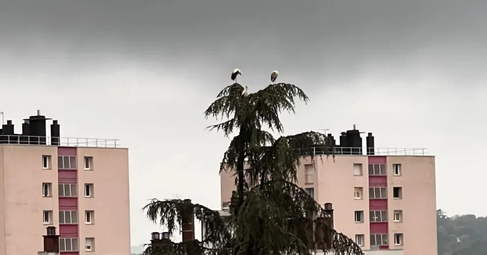 À Besançon, les cigognes font halte dans le quartier de Montrapon