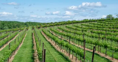 Nouvelle-Aquitaine, Bordeaux, Biarritz, dune, ocean, vineyard, forest, landscape