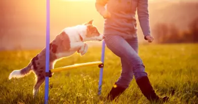 À LA DÉCOUVERTE DE L’AGILITY DOG : Là où les chiens volent et les cœurs s’alignent