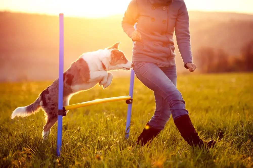 À LA DÉCOUVERTE DE L’AGILITY DOG : Là où les chiens volent et les cœurs s’alignent