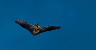 A Montpellier, après l’euthanasie des chauves-souris, la lente agonie de la «serre amazonienne» du zoo