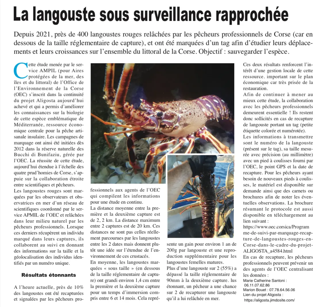 A cunniscenza di l’aligosta rossa cresce cù a cullaburazione trà pescadori è scentifichi !