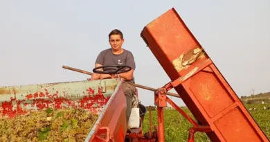 À la cave coopé de Frontignan, Théo (16 ans) et Alexis (22 ans) incarnent l’avenir d’une profession qui peine à se renouveler