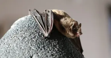 À la découverte de mammifères volants étonnants près de Dieppe