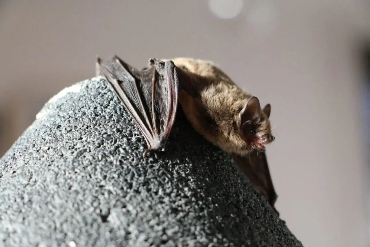 À la découverte de mammifères volants étonnants près de Dieppe
