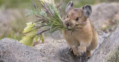 À la découverte du pika « chou », un animal étonnant menacé par le changement climatique