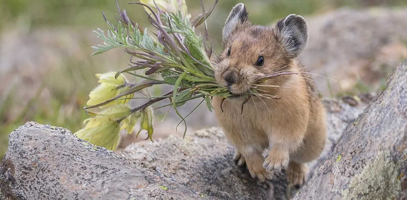 À la découverte du pika « chou », un animal étonnant menacé par le changement climatique