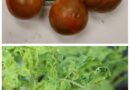 A tomato line ripe for the picking: Researchers identify 30-year-old variety resistant to disease