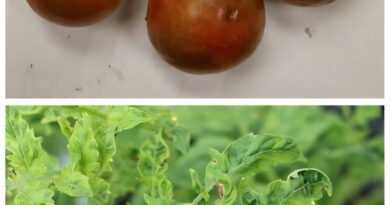 A tomato line ripe for the picking: Researchers identify 30-year-old variety resistant to disease