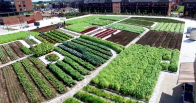 Agriculture urbaine, un levier d’autonomie alimentaire pour les villes