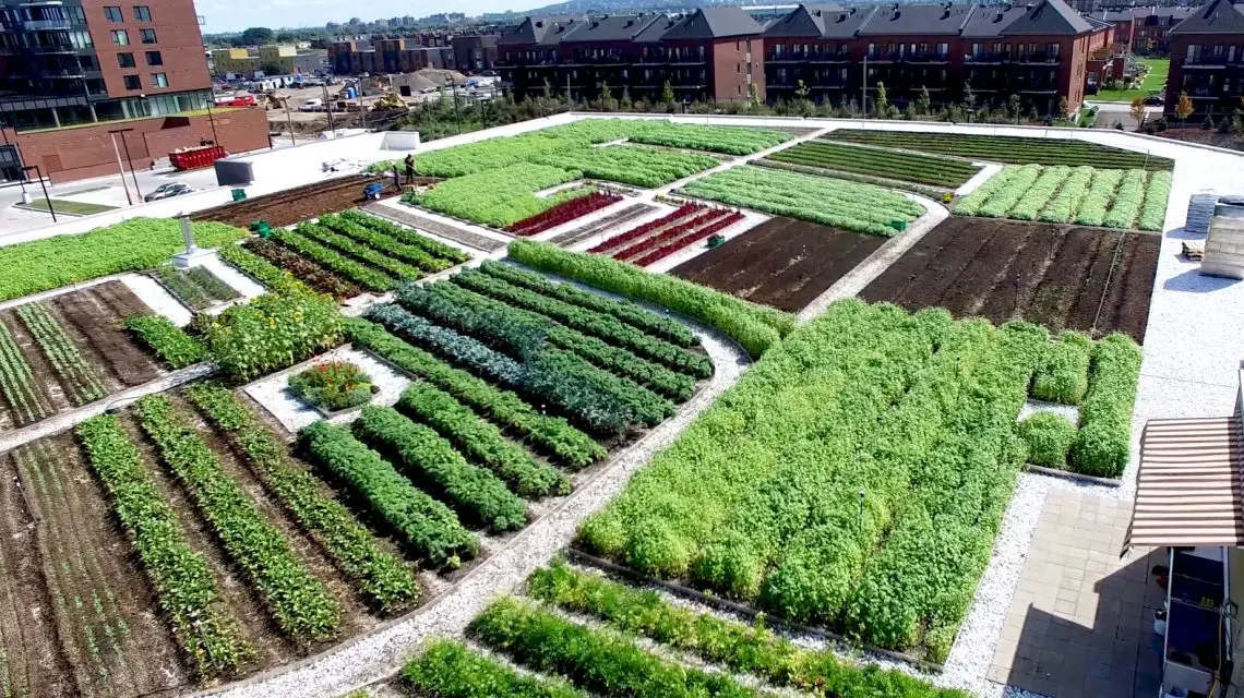 Agriculture urbaine, un levier d’autonomie alimentaire pour les villes