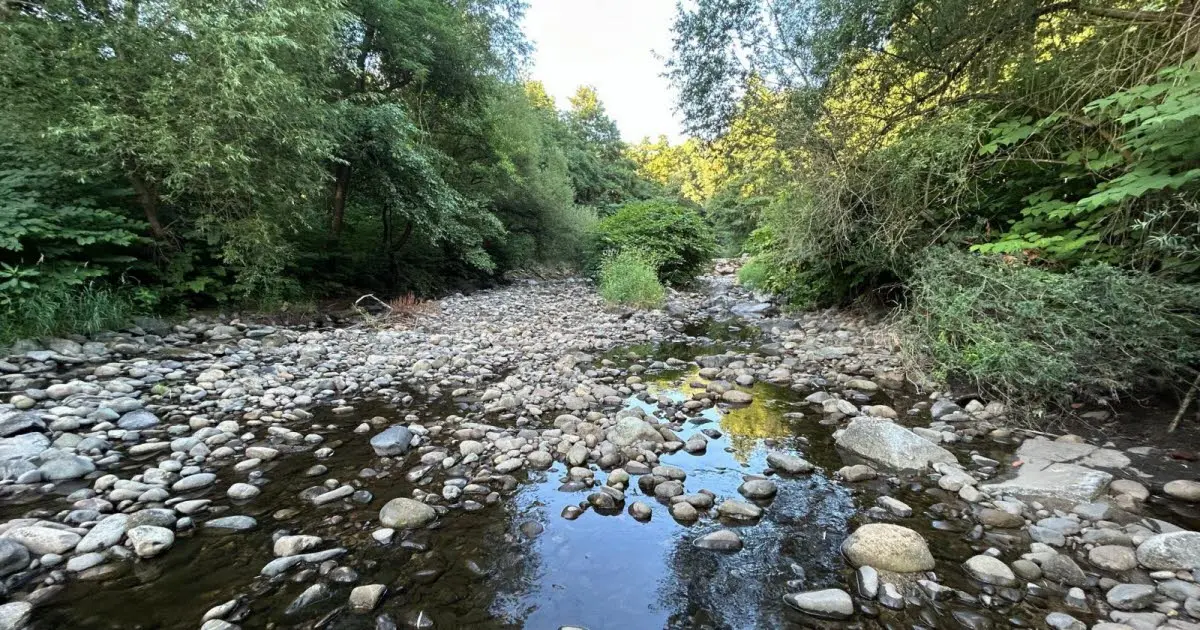 Alsace. Ill, Doller, Fecht, Thur... nouvelle alerte sécheresse pour les rivières et cours d'eau