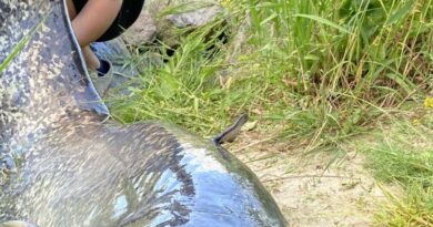 Alsace. « Le combat peut durer plusieurs heures » : le silure, le Graal des pêcheurs