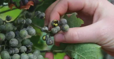 Alsace. Les vendanges débutent le 19 août, un « très joli millésime » attendu