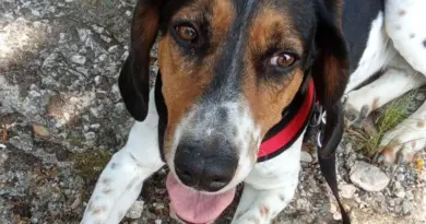 Ancienne chienne de chasse, Roxie rêve aujourd’hui d’une vie de tendresse et de sécurité