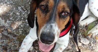 Ancienne chienne de chasse, Roxie rêve aujourd’hui d’une vie de tendresse et de sécurité