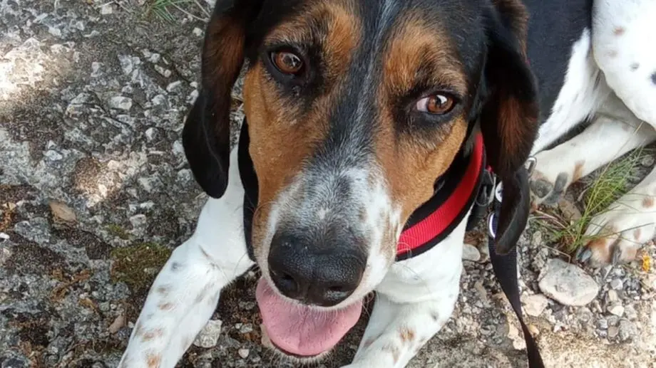 Ancienne chienne de chasse, Roxie rêve aujourd’hui d’une vie de tendresse et de sécurité