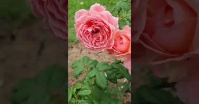 #Anne Sophie Pic Rose😍💕
