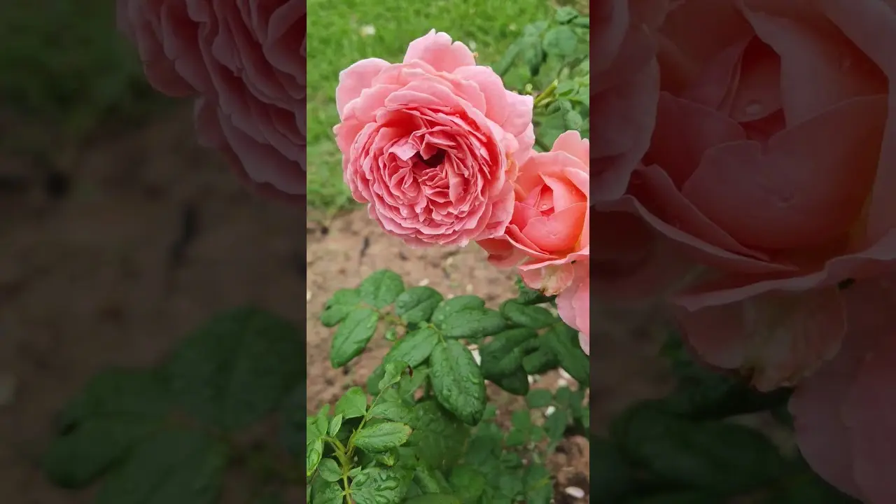 #Anne Sophie Pic Rose😍💕