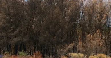 La plupart des incendies ne font que courir sus la végétation, poussés par le vent, cependant dans les Corbières le feu s