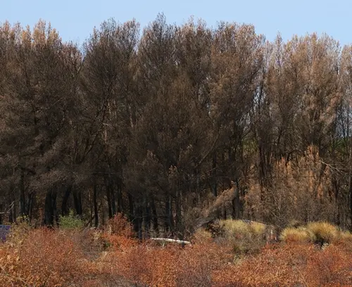 La plupart des incendies ne font que courir sus la végétation, poussés par le vent, cependant dans les Corbières le feu s