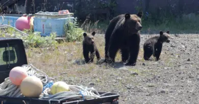 Après une attaque mortelle d’ours, l’île japonaise de Hokkaido sous le choc