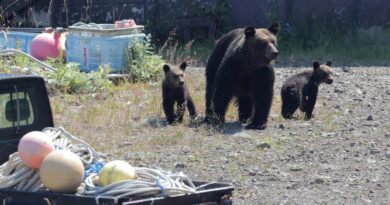 Après une attaque mortelle d’ours, l’île japonaise de Hokkaido sous le choc