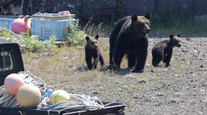 Après une attaque mortelle d’ours, l’île japonaise de Hokkaido sous le choc