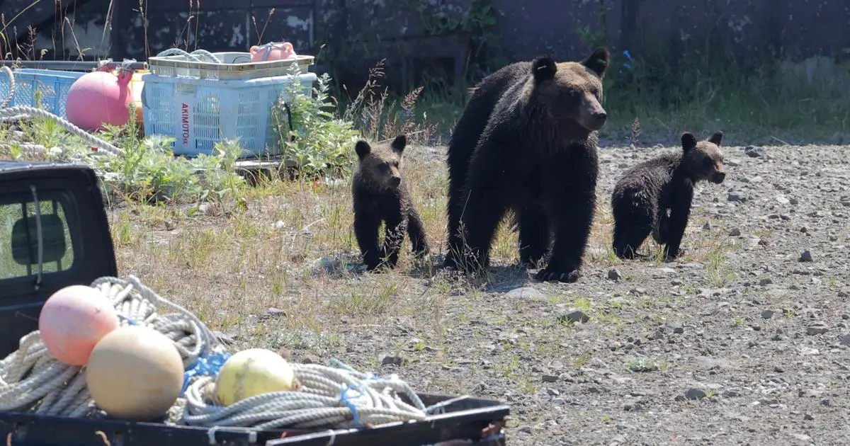 Après une attaque mortelle d’ours, l’île japonaise de Hokkaido sous le choc