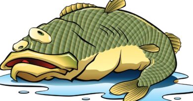 Assèchement des rivières, que faire des poissons dans les flaques d'eau ? - ici