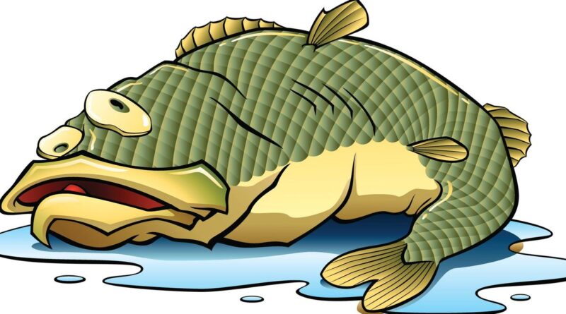 Assèchement des rivières, que faire des poissons dans les flaques d'eau ? - ici