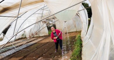 Assurances : la grêle, ce risque qui monte et qui résiste à la prévision
