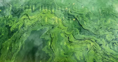 Attention, la baignade et la pêche sont interdites dans ce bassin de Seine-et-Marne