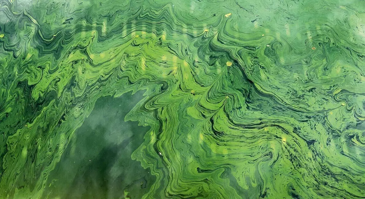 Attention, la baignade et la pêche sont interdites dans ce bassin de Seine-et-Marne