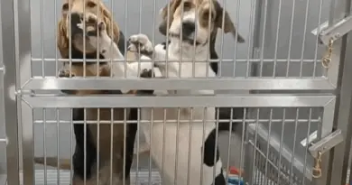 Au Canada, un hôpital épinglé pour son utilisation clandestine de chiens en laboratoire