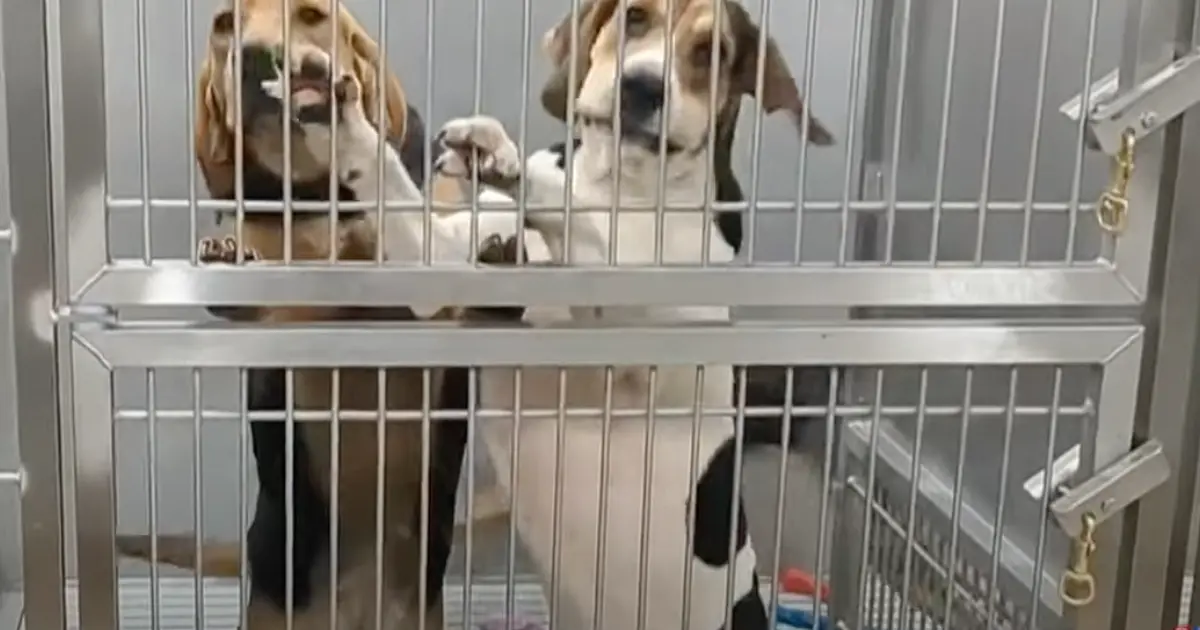 Au Canada, un hôpital épinglé pour son utilisation clandestine de chiens en laboratoire