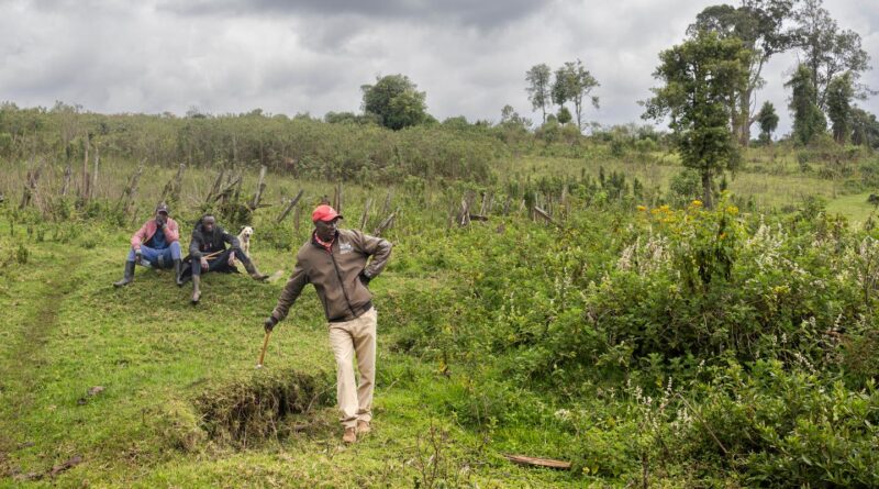 Au Kenya, des chasseurs-cueilleurs expulsés de leurs forêts ancestrales