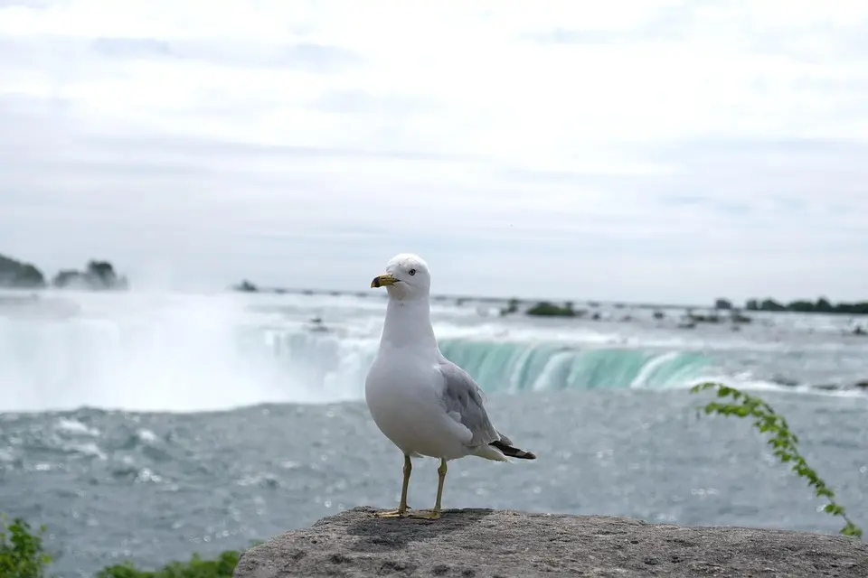 Canada, nature, mountains, Niagara Falls, Northern Lights, maple leaf, cityscape