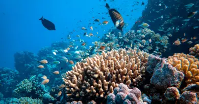 Australie : la Grande Barrière de corail subit la plus grande perte annuelle de coraux depuis 39 ans