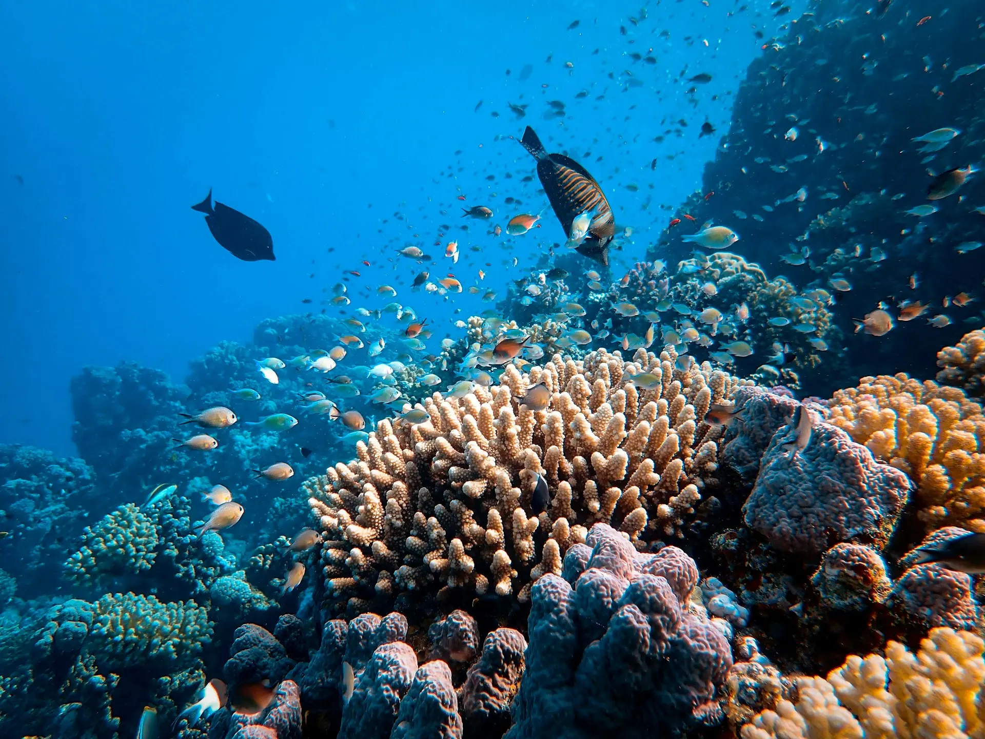 Australie : la Grande Barrière de corail subit la plus grande perte annuelle de coraux depuis 39 ans