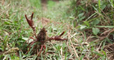 Avec la hausse des températures, le nombre d'écrevisses de Louisiane "explose" en Haute-Garonne - ici