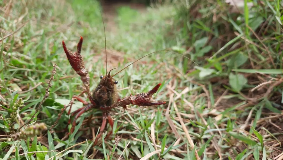 Avec la hausse des températures, le nombre d'écrevisses de Louisiane "explose" en Haute-Garonne - ici