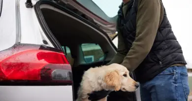 Avoir un chien peut endommager le moteur de votre véhicule hybride, voici pourquoi
