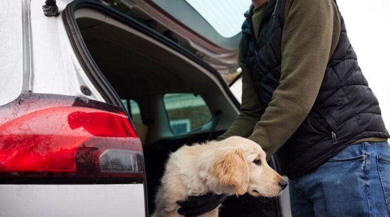 Avoir un chien peut endommager le moteur de votre véhicule hybride, voici pourquoi