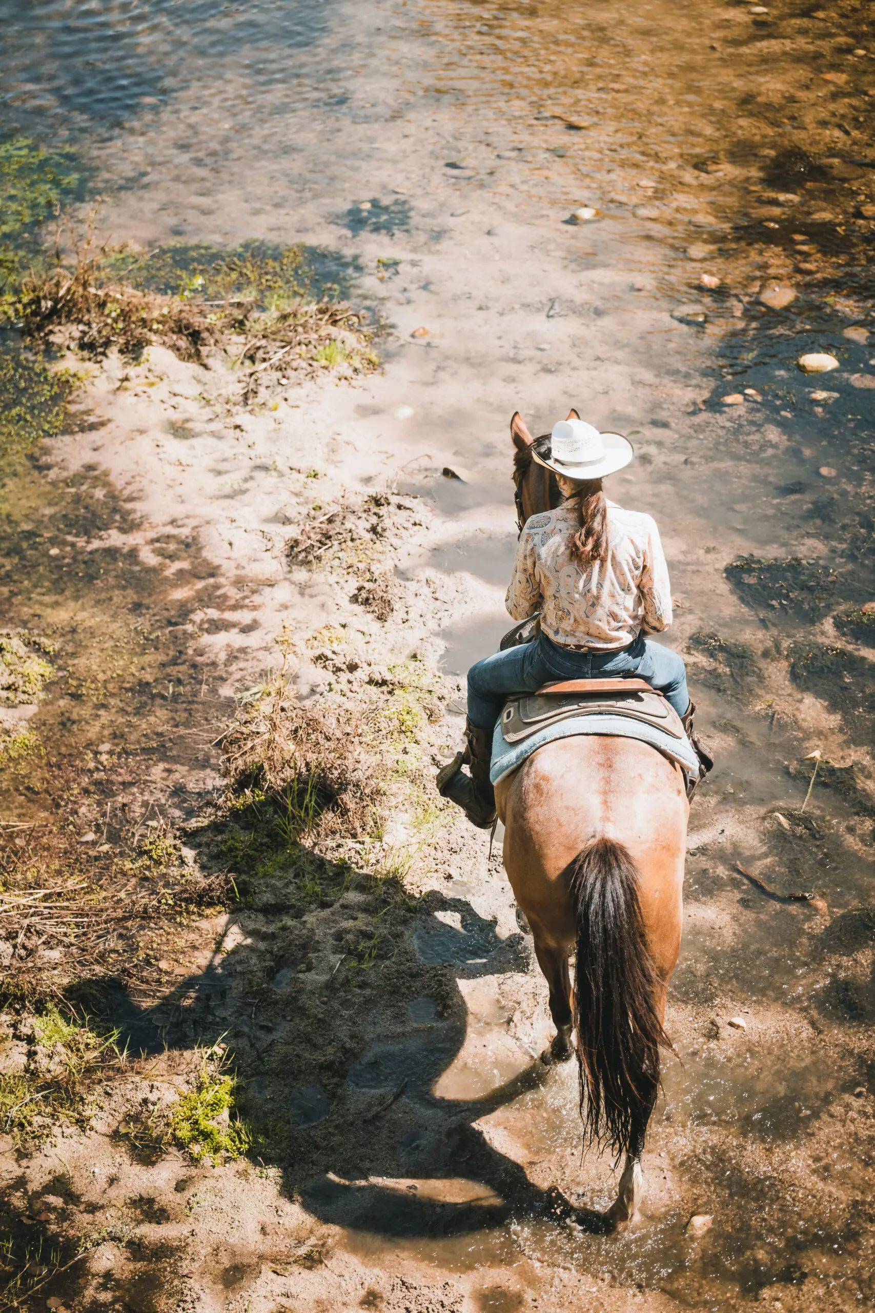 Balade tri de bétail à cheval – Mardi 19/08 au Ranch de Sagone