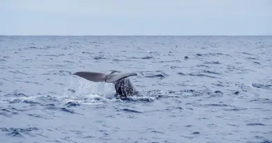 Illustration d'une baleine (Source : Envato)